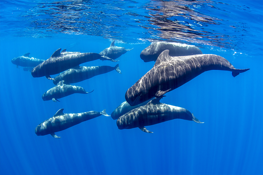 4slidecumpliendobjetivos