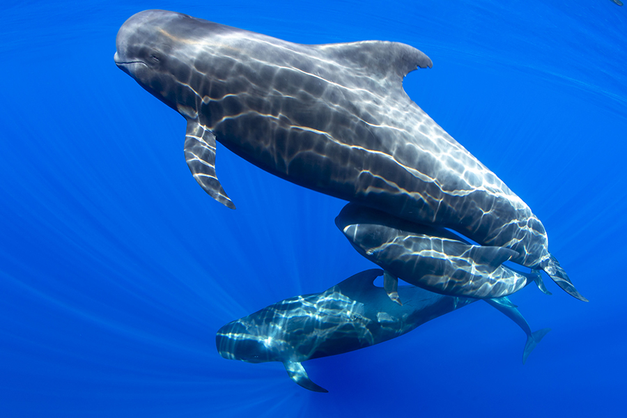 3slideavistamientodecetaceos