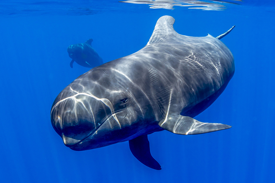 4slideavistamientodecetaceos