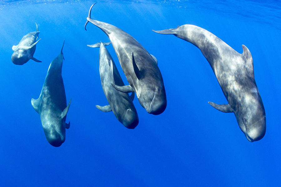 5slideavistamientodecetaceos