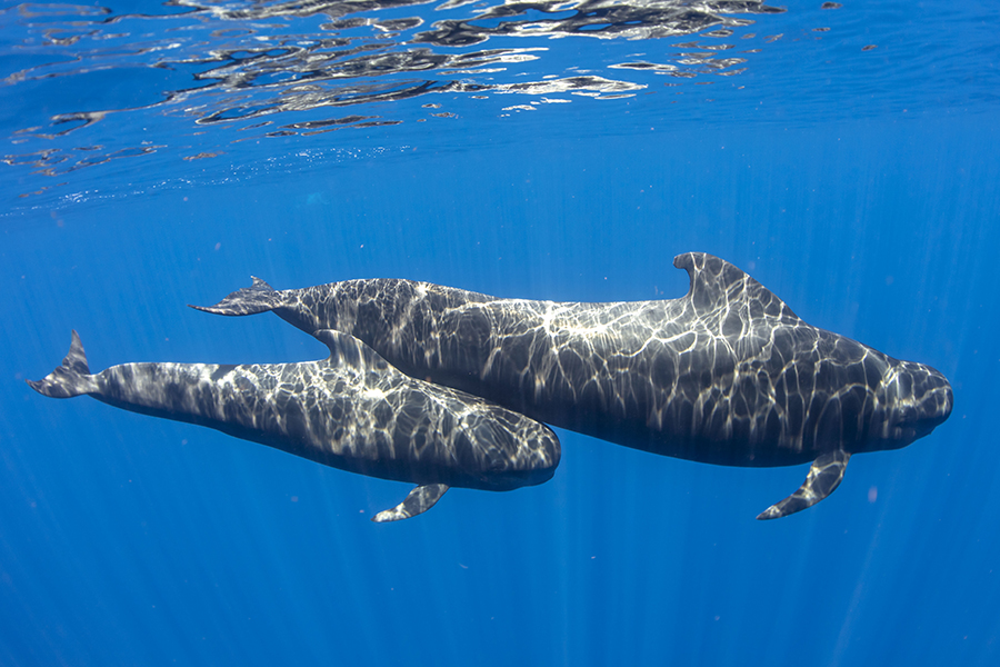 Blue destiny @visitSantiagoDelTeide