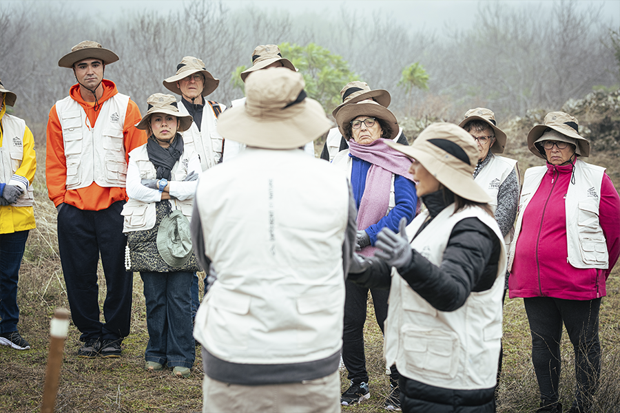 SDTree - @VisitSantiagoDelTeide