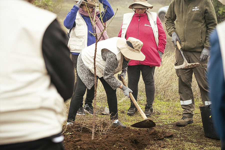 SDTree - @VisitSantiagoDelTeide